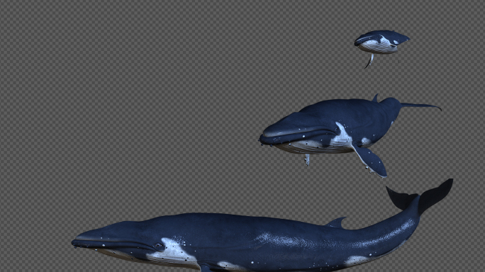 巨型鲸鱼透明通道素材