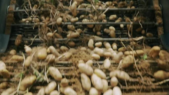 现代化农田收割收土豆收马铃薯宣传片用
