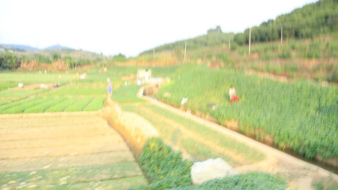 农村耕种的画面