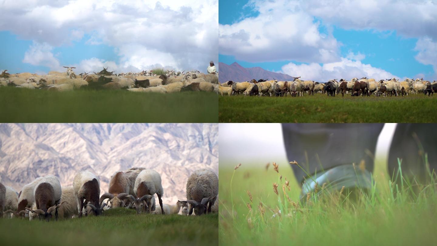 草原上的羊群马群