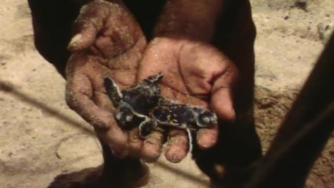 锡兰岛斯里兰卡渔港渔网小海龟