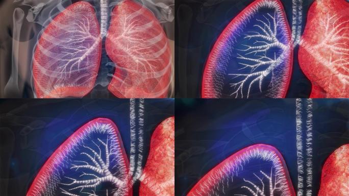 肺部和呼吸道内壁有纤毛组织具有排毒功能