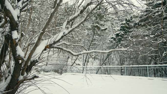 原创拍摄冬季森林浪漫雪景自然风光