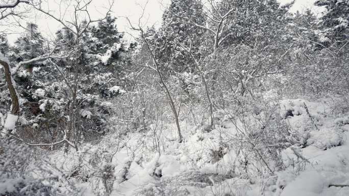 原创拍摄冬季森林浪漫雪景自然风光