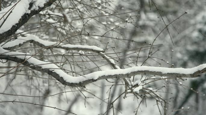 原创拍摄冬季森林浪漫雪景自然风光