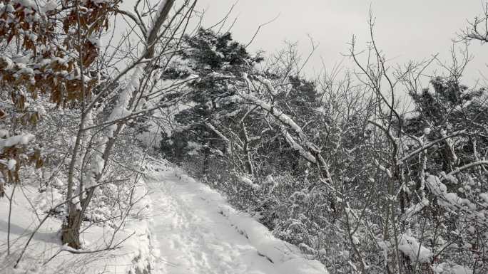 原创拍摄冬季森林浪漫雪景自然风光