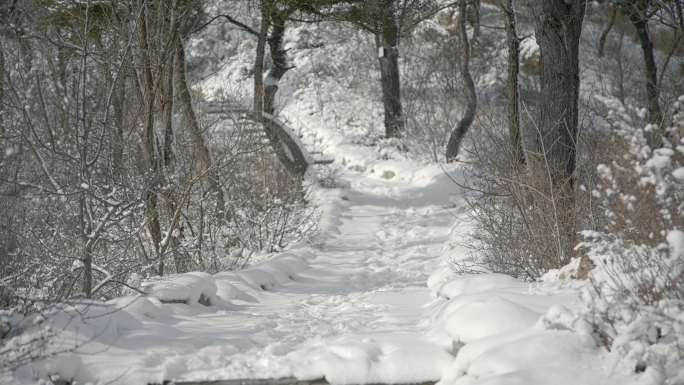 原创拍摄冬季森林浪漫雪景自然风光