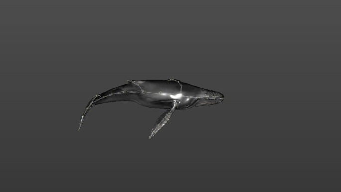 C4D鲸鱼带绑定动画工程
