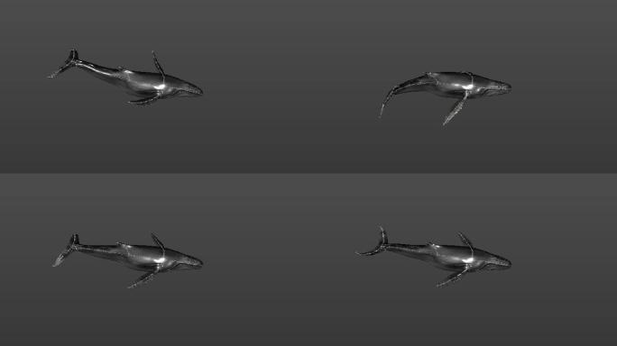 C4D鲸鱼带绑定动画工程