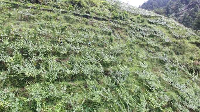 罗汉果种植基地