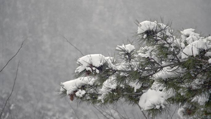 原创拍摄冬季森林浪漫雪景自然风光