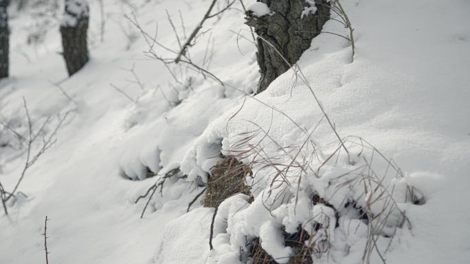 原创拍摄冬季森林浪漫雪景自然风光