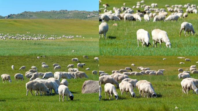 内蒙古草原羊群4K02