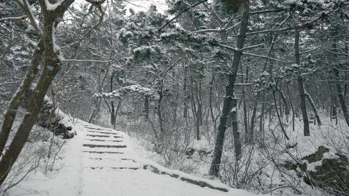 原创拍摄冬季森林浪漫雪景自然风光