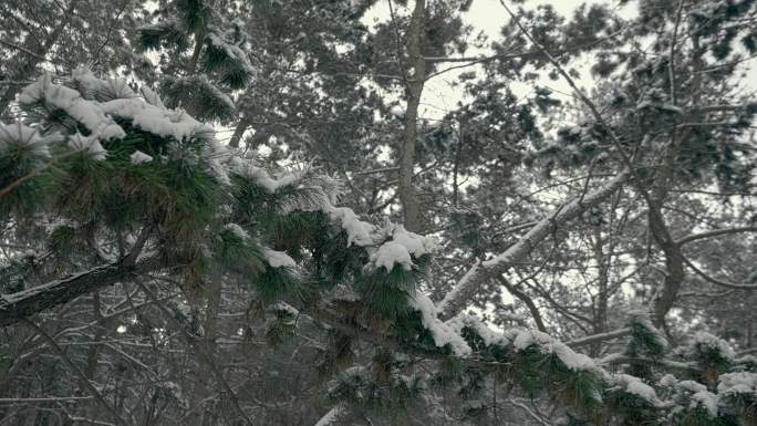 原创拍摄冬季森林浪漫雪景自然风光