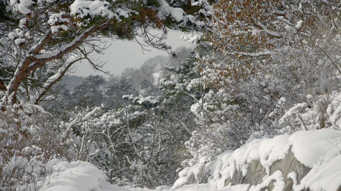 原创拍摄冬季森林浪漫雪景自然风光