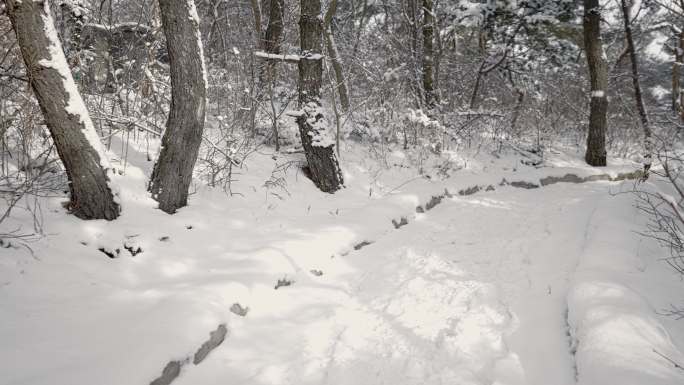 原创拍摄冬季森林浪漫雪景自然风光