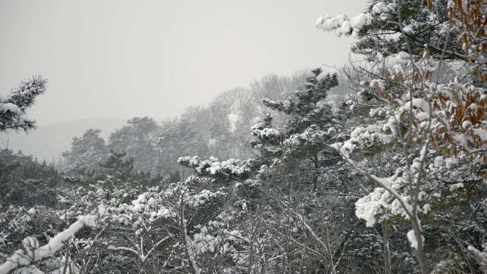 原创拍摄冬季森林浪漫雪景自然风光135
