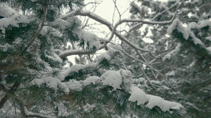 原创拍摄冬季森林浪漫雪景自然风光