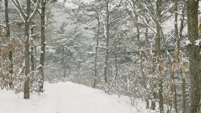 原创拍摄冬季森林浪漫雪景自然风光