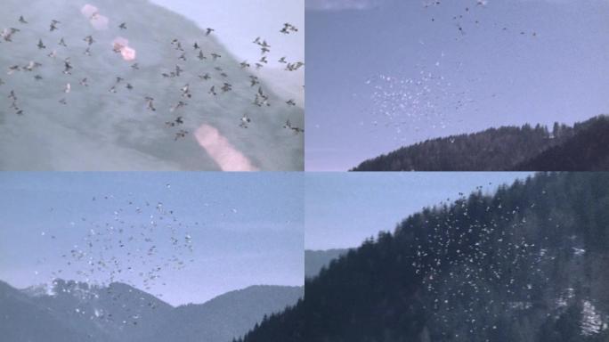 欧洲瑞士冰雪鸽子飞翔风景