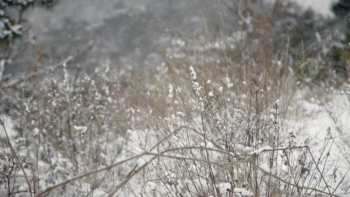 原创拍摄冬季森林浪漫雪景自然风光