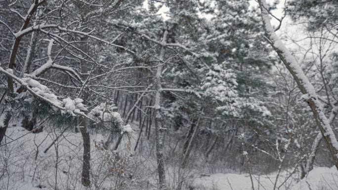 原创拍摄冬季森林浪漫雪景自然风光