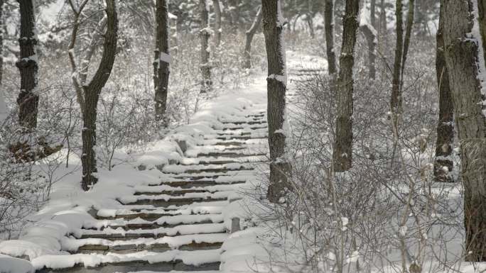 原创拍摄冬季森林浪漫雪景自然风光