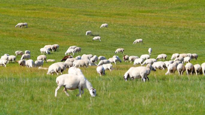 内蒙古草原羊群4K01