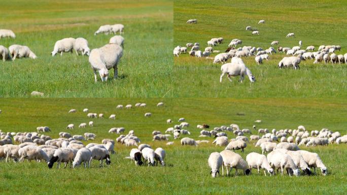 内蒙古草原羊群4K01