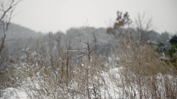 原创拍摄冬季森林浪漫雪景自然风光