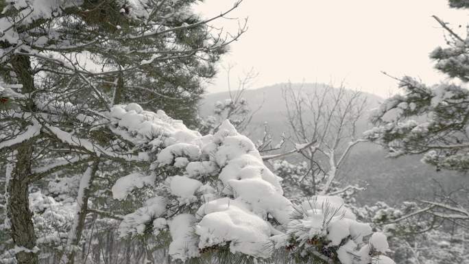 原创拍摄冬季森林浪漫雪景自然风光