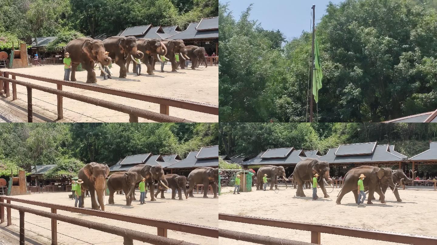 西双版纳野象谷大象表演