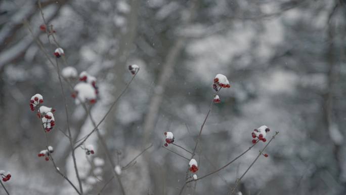 原创拍摄冬季森林浪漫雪景自然风光