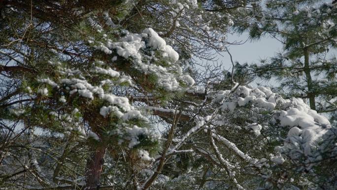 原创拍摄冬季森林浪漫雪景自然风光