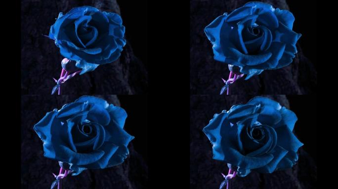 蓝色妖姬正玫瑰开花