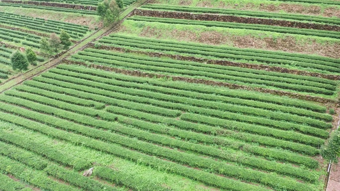 【原创·可商用】海丰茶田环绕