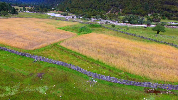 西藏林芝318川藏公路鲁朗牧场