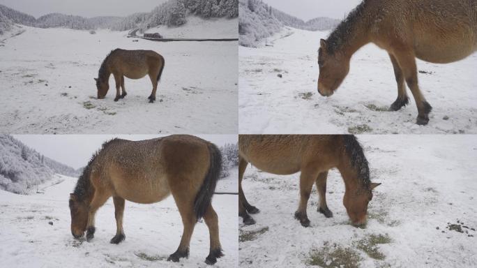 雪地上撬开冰层吃草的野马