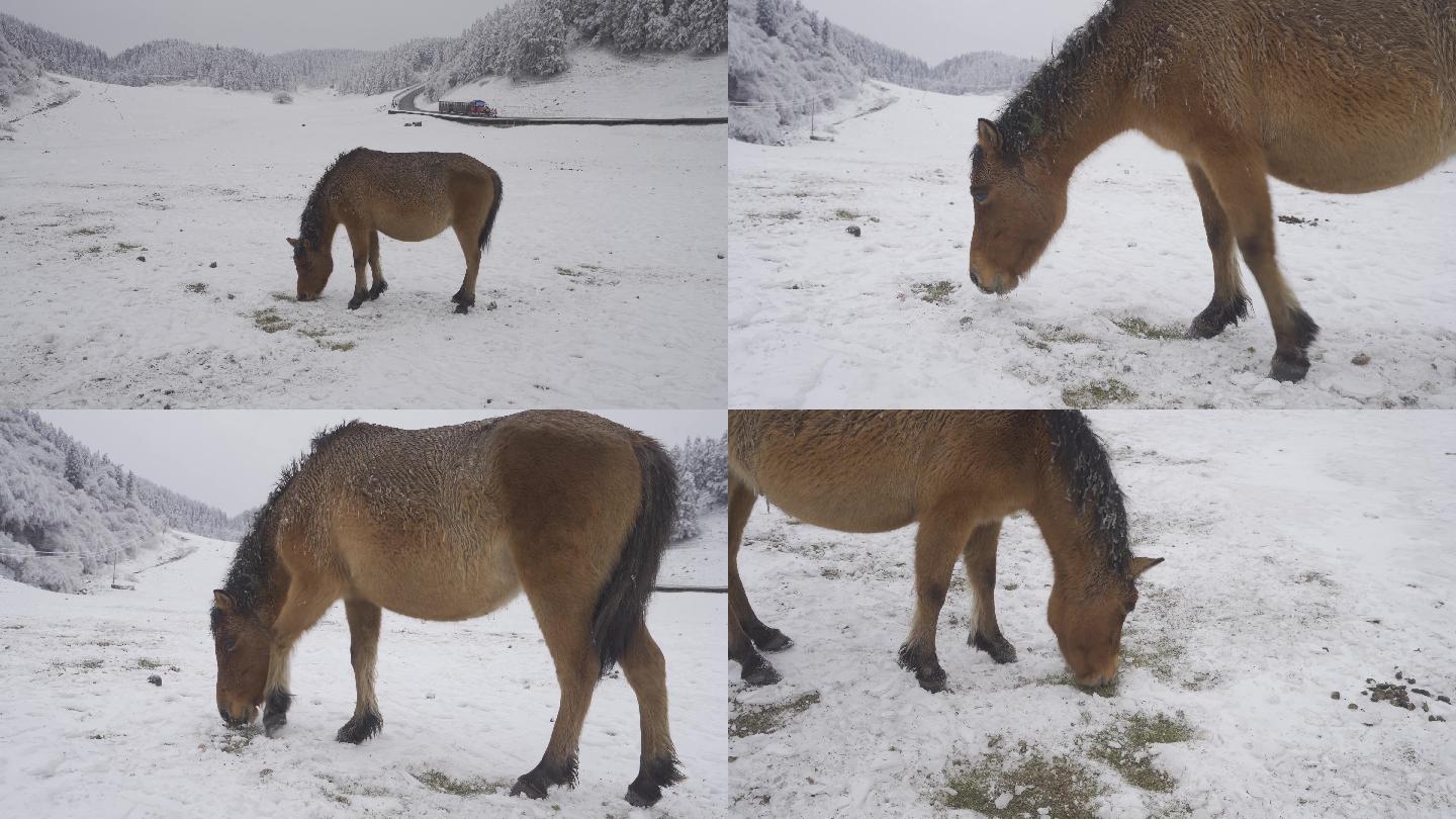 雪地上撬开冰层吃草的野马