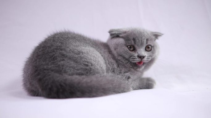 猫，小猫咪，英国猫，猫咪幼崽——英短蓝猫