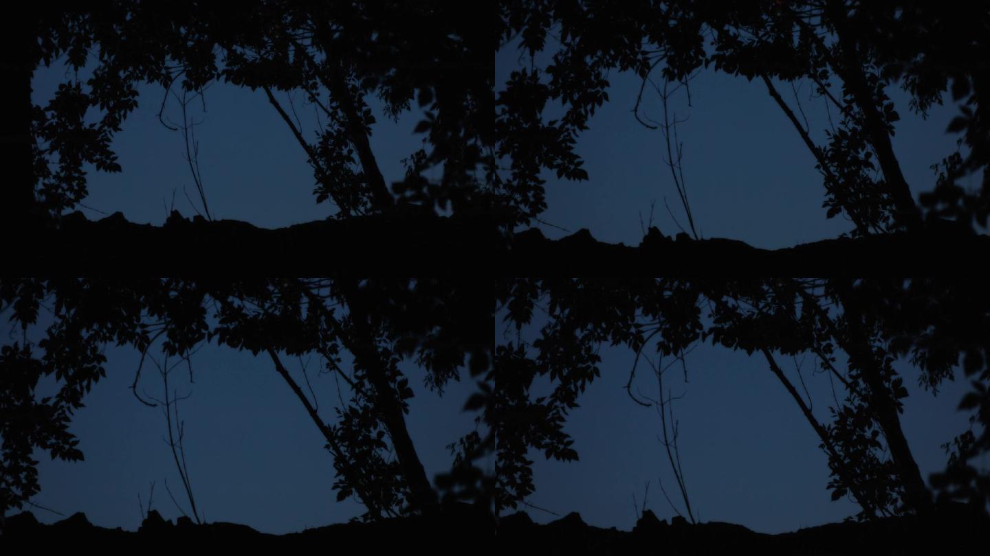 树梢枝头小鸟麻雀夜景剪影