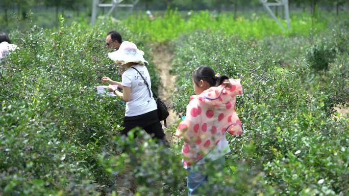 游客采摘蓝莓采摘园农家乐采摘