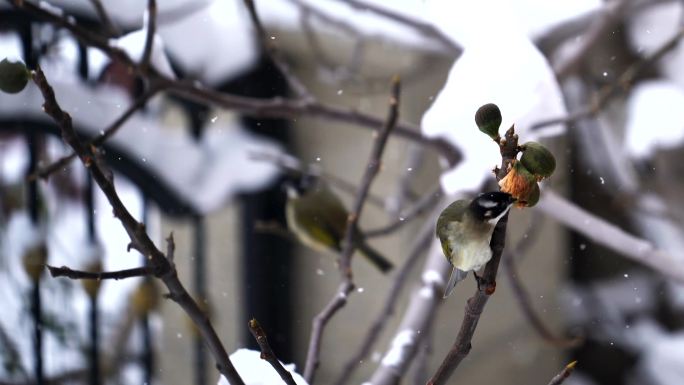 冬天觅食的小鸟风雪中的小鸟
