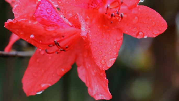 【原创】杜鹃花春天鲜花