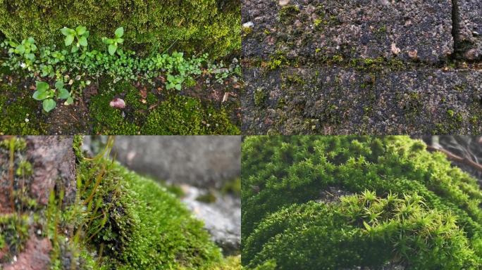 屋顶墙面青苔实拍