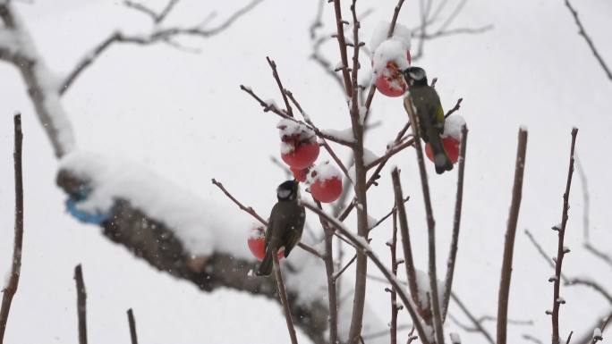 冬天小鸟觅食风雪中的鸟