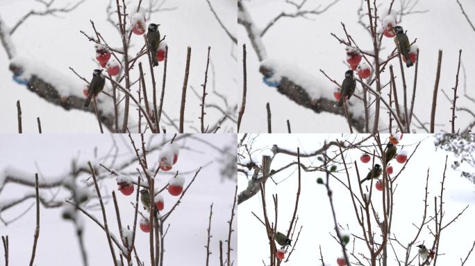 冬天小鸟觅食风雪中的鸟