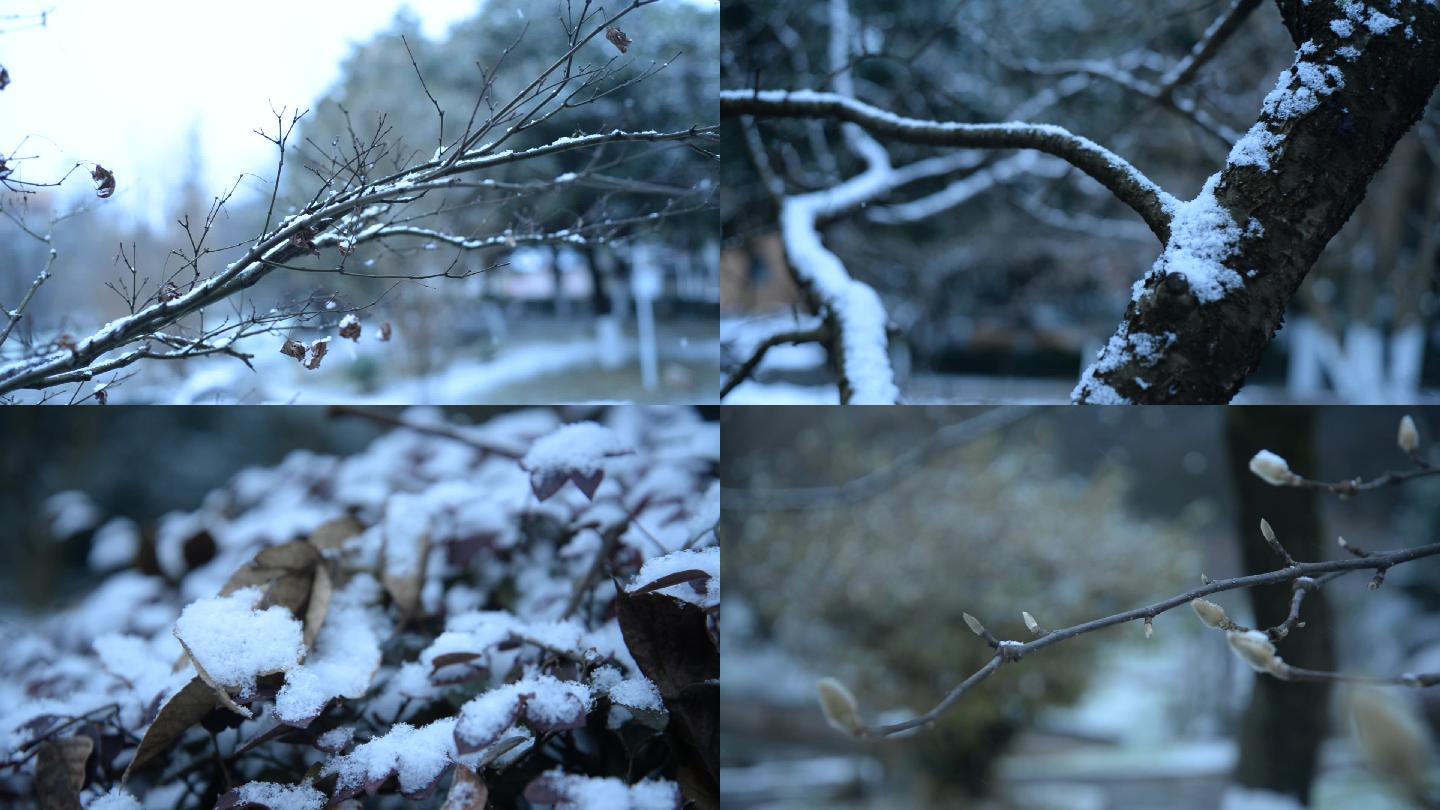 贵州下雪，南方的雪，雪地里的小草