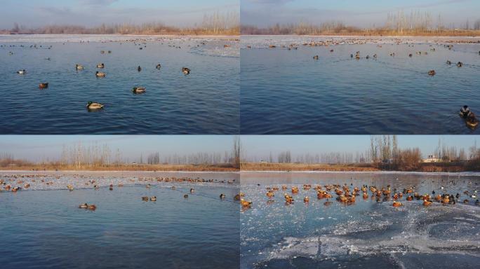 冬季水库鱼塘过冬的鸟类
